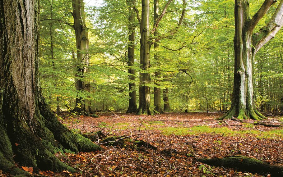 oekologische-verantwortung-holz-wald-dana-tueren